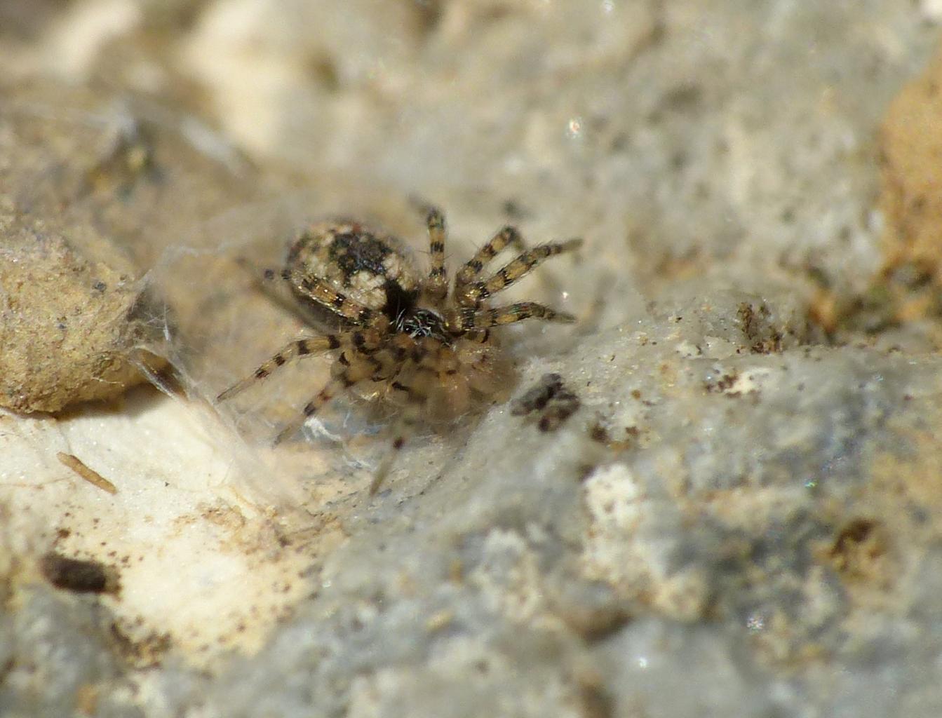 Oecobius maculatus - Santa Severa (RM)